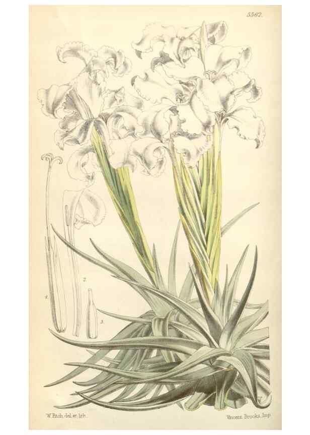 Reproducción/Reproduction 35144202351: Curtis's botanical magazine.. London ; New York [etc.] :Academic Press [etc.]