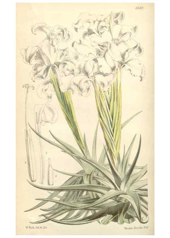 Reproducción/Reproduction 35144202351: Curtis's botanical magazine.. London ; New York [etc.] :Academic Press [etc.]