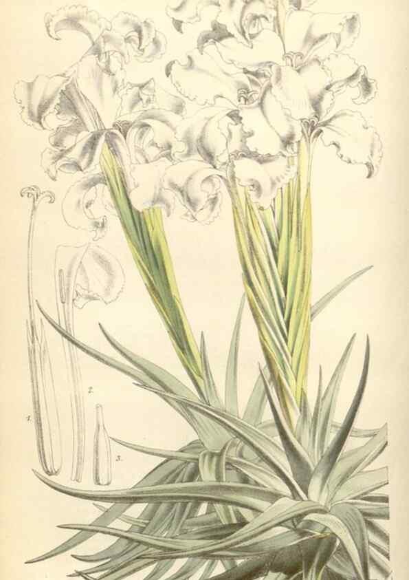 Reproducción/Reproduction 35144202351: Curtis's botanical magazine.. London ; New York [etc.] :Academic Press [etc.]