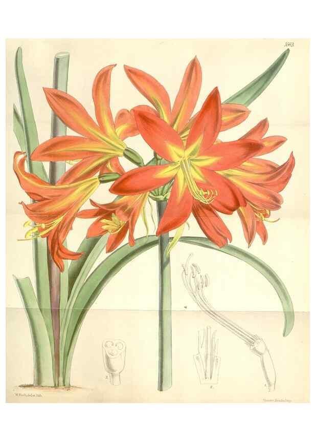 Reproducción/Reproduction 35107801902: Curtis's botanical magazine.. London ; New York [etc.] :Academic Press [etc.]