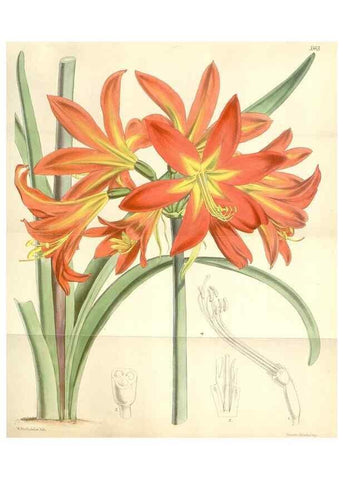 Reproducción/Reproduction 35107801902: Curtis's botanical magazine.. London ; New York [etc.] :Academic Press [etc.]