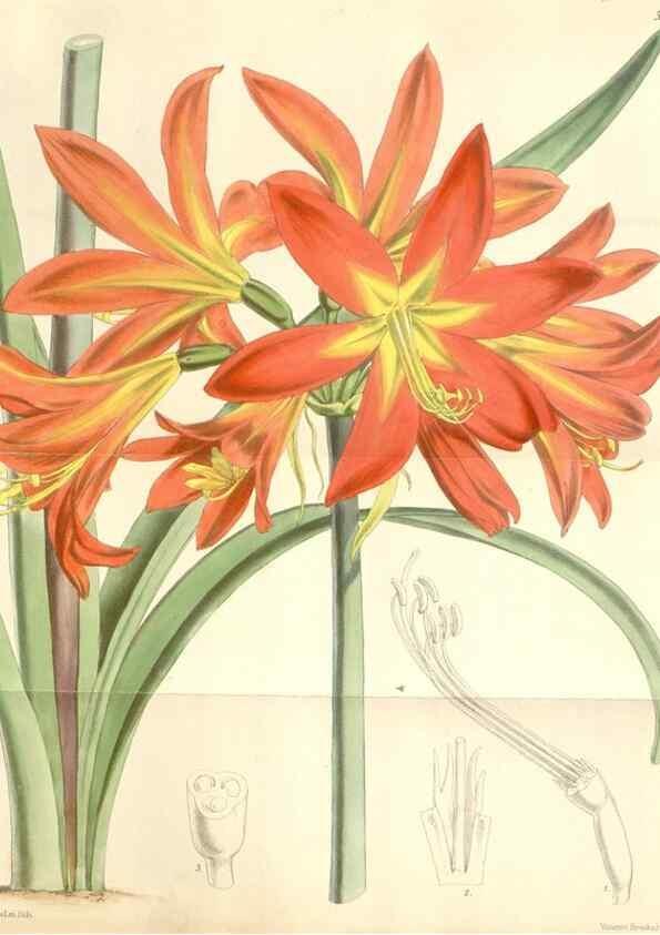 Reproducción/Reproduction 35107801902: Curtis's botanical magazine.. London ; New York [etc.] :Academic Press [etc.]