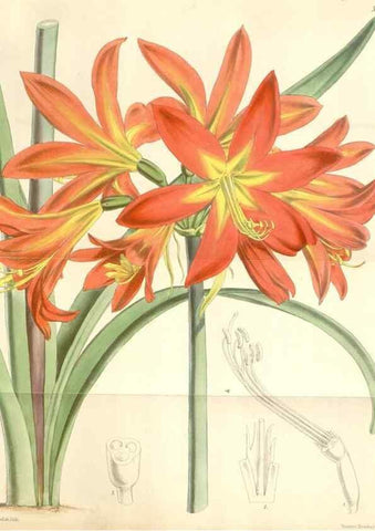 Reproducción/Reproduction 35107801902: Curtis's botanical magazine.. London ; New York [etc.] :Academic Press [etc.]