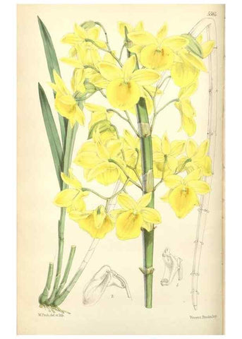 Reproducción/Reproduction 35144205611: Curtis's botanical magazine.. London ; New York [etc.] :Academic Press [etc.]