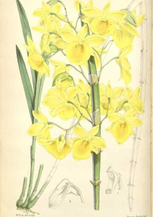 Reproducción/Reproduction 35144205611: Curtis's botanical magazine.. London ; New York [etc.] :Academic Press [etc.]