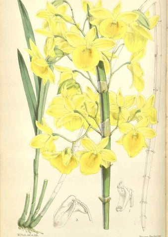 Reproducción/Reproduction 35144205611: Curtis's botanical magazine.. London ; New York [etc.] :Academic Press [etc.]