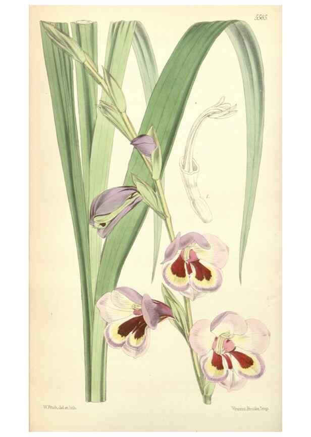 Reproducción/Reproduction 35144206751: Curtis's botanical magazine.. London ; New York [etc.] :Academic Press [etc.]