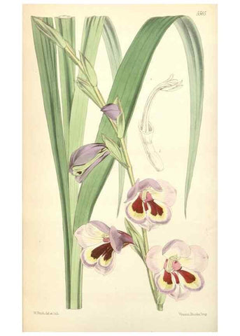Reproducción/Reproduction 35144206751: Curtis's botanical magazine.. London ; New York [etc.] :Academic Press [etc.]
