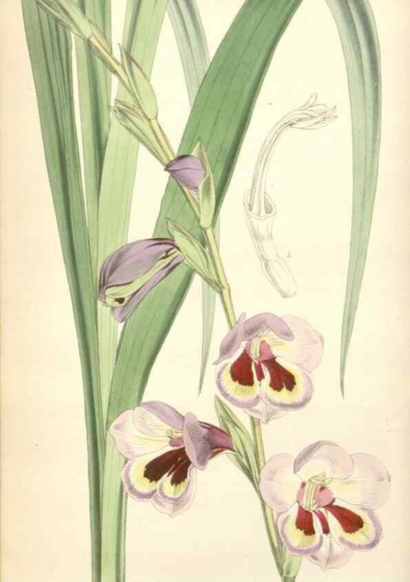 Reproducción/Reproduction 35144206751: Curtis's botanical magazine.. London ; New York [etc.] :Academic Press [etc.]