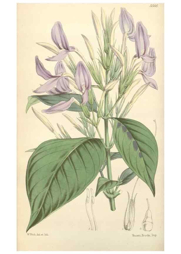 Reproducción/Reproduction 34464733803: Curtis's botanical magazine.. London ; New York [etc.] :Academic Press [etc.]