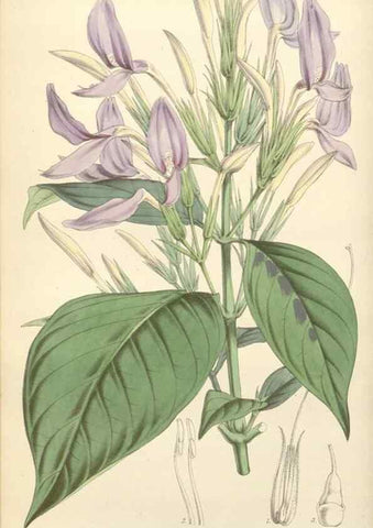 Reproducción/Reproduction 34464733803: Curtis's botanical magazine.. London ; New York [etc.] :Academic Press [etc.]