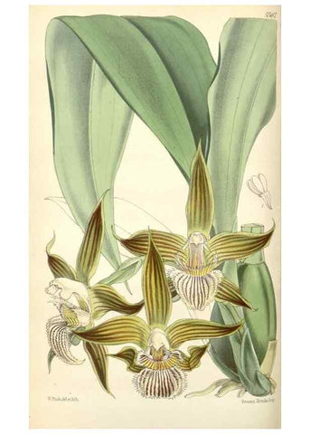 Reproducción/Reproduction 35274488815: Curtis's botanical magazine.. London ; New York [etc.] :Academic Press [etc.]