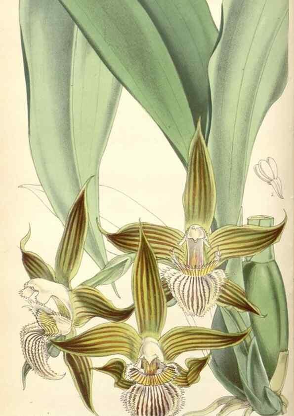 Reproducción/Reproduction 35274488815: Curtis's botanical magazine.. London ; New York [etc.] :Academic Press [etc.]