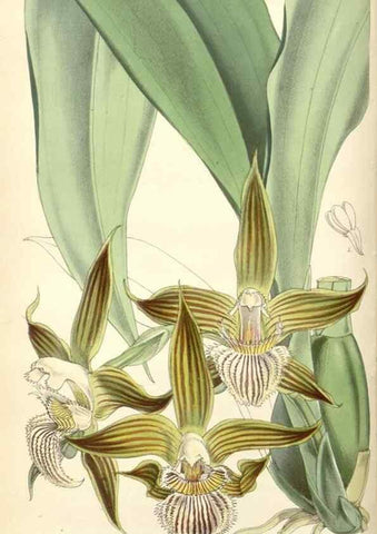 Reproducción/Reproduction 35274488815: Curtis's botanical magazine.. London ; New York [etc.] :Academic Press [etc.]