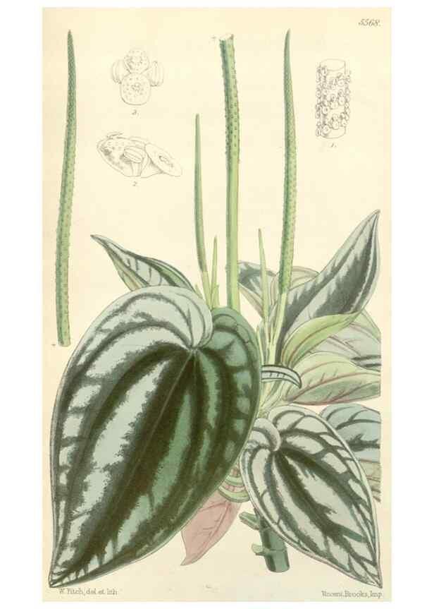 Reproducción/Reproduction 35274490505: Curtis's botanical magazine.. London ; New York [etc.] :Academic Press [etc.]