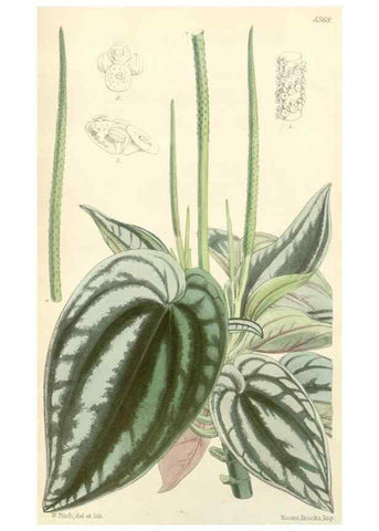 Reproducción/Reproduction 35274490505: Curtis's botanical magazine.. London ; New York [etc.] :Academic Press [etc.]