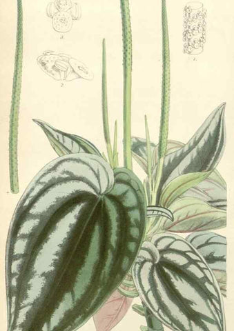 Reproducción/Reproduction 35274490505: Curtis's botanical magazine.. London ; New York [etc.] :Academic Press [etc.]