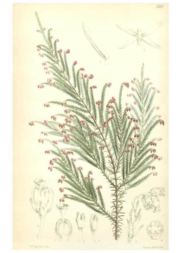 Reproducción/Reproduction 35233956786: Curtis's botanical magazine.. London ; New York [etc.] :Academic Press [etc.]
