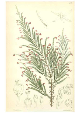 Reproducción/Reproduction 35233956786: Curtis's botanical magazine.. London ; New York [etc.] :Academic Press [etc.]