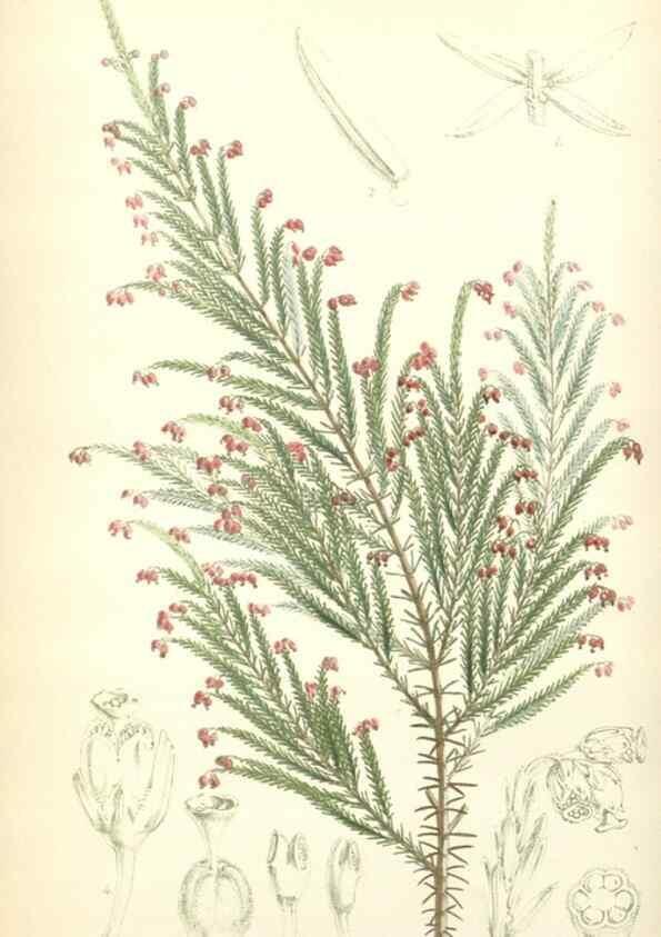 Reproducción/Reproduction 35233956786: Curtis's botanical magazine.. London ; New York [etc.] :Academic Press [etc.]