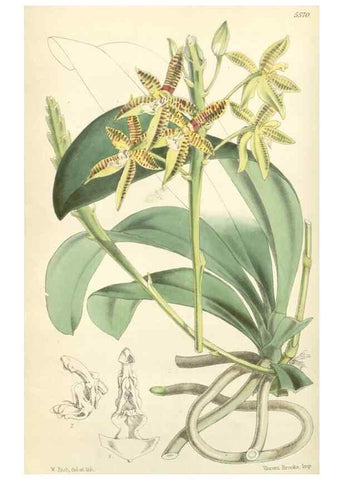 Reproducción/Reproduction 34430549404: Curtis's botanical magazine.. London ; New York [etc.] :Academic Press [etc.]