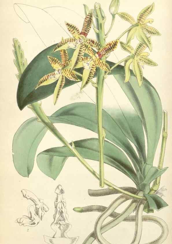Reproducción/Reproduction 34430549404: Curtis's botanical magazine.. London ; New York [etc.] :Academic Press [etc.]
