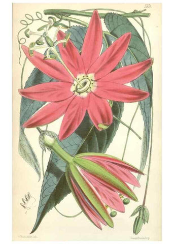 Reproducción/Reproduction 35107818102: Curtis's botanical magazine.. London ; New York [etc.] :Academic Press [etc.]