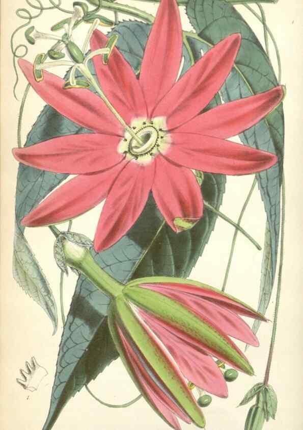 Reproducción/Reproduction 35107818102: Curtis's botanical magazine.. London ; New York [etc.] :Academic Press [etc.]
