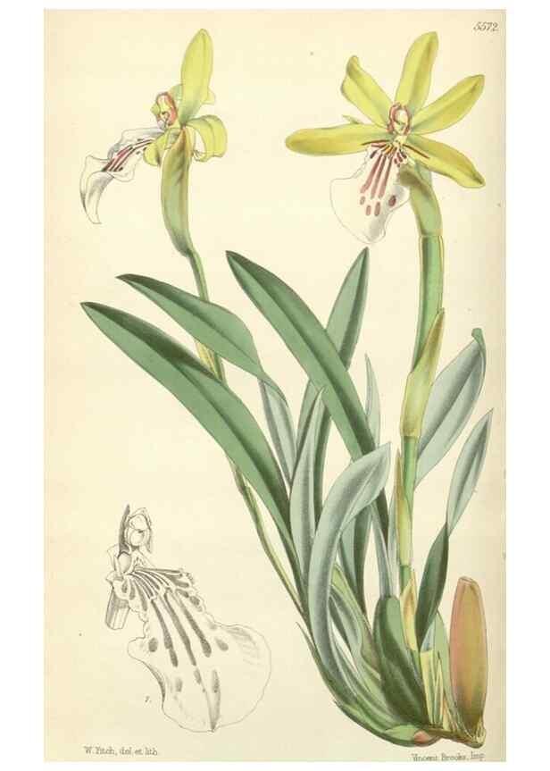 Reproducción/Reproduction 35274495375: Curtis's botanical magazine.. London ; New York [etc.] :Academic Press [etc.]