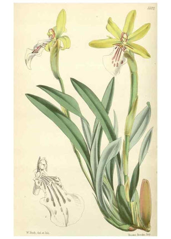Reproducción/Reproduction 35274495375: Curtis's botanical magazine.. London ; New York [etc.] :Academic Press [etc.]