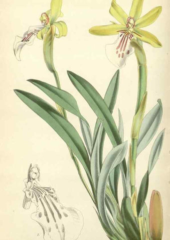 Reproducción/Reproduction 35274495375: Curtis's botanical magazine.. London ; New York [etc.] :Academic Press [etc.]