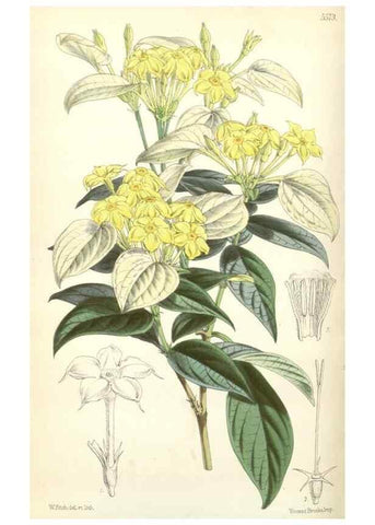 Reproducción/Reproduction 34430558464: Curtis's botanical magazine.. London ; New York [etc.] :Academic Press [etc.]