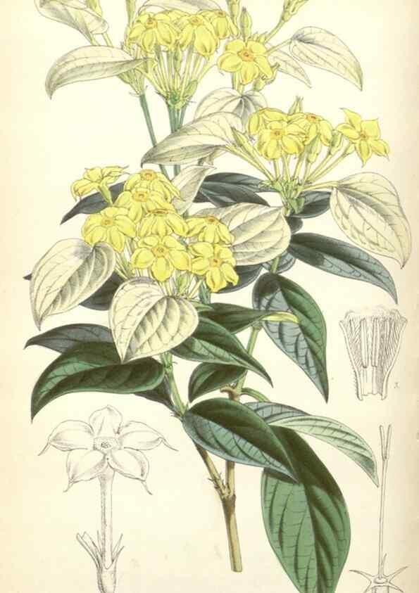 Reproducción/Reproduction 34430558464: Curtis's botanical magazine.. London ; New York [etc.] :Academic Press [etc.]