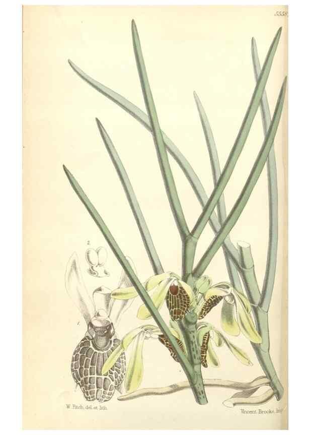 Reproducción/Reproduction 34430521744: Curtis's botanical magazine.. London ; New York [etc.] :Academic Press [etc.]