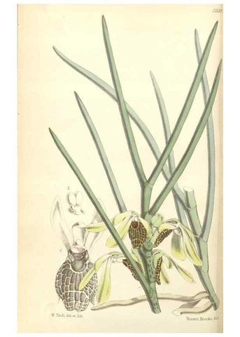 Reproducción/Reproduction 34430521744: Curtis's botanical magazine.. London ; New York [etc.] :Academic Press [etc.]