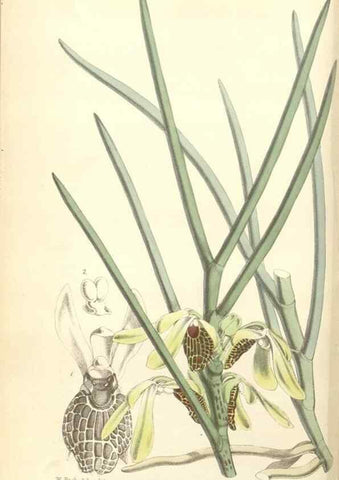 Reproducción/Reproduction 34430521744: Curtis's botanical magazine.. London ; New York [etc.] :Academic Press [etc.]