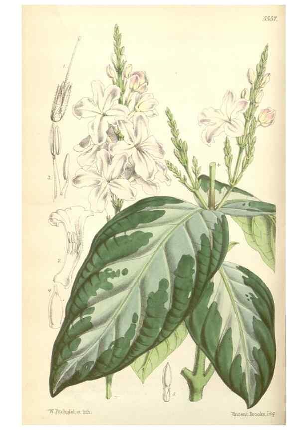 Reproducción/Reproduction 34430519754: Curtis's botanical magazine.. London ; New York [etc.] :Academic Press [etc.]