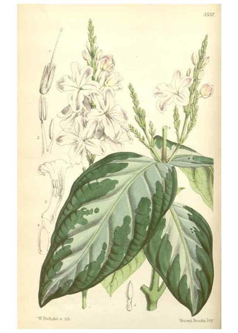 Reproducción/Reproduction 34430519754: Curtis's botanical magazine.. London ; New York [etc.] :Academic Press [etc.]