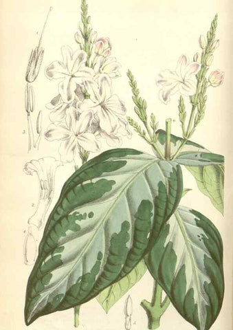 Reproducción/Reproduction 34430519754: Curtis's botanical magazine.. London ; New York [etc.] :Academic Press [etc.]