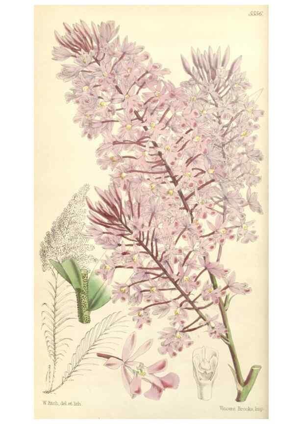 Reproducción/Reproduction 35144191571: Curtis's botanical magazine.. London ; New York [etc.] :Academic Press [etc.]