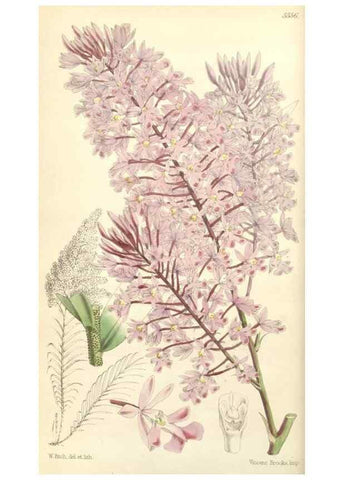 Reproducción/Reproduction 35144191571: Curtis's botanical magazine.. London ; New York [etc.] :Academic Press [etc.]