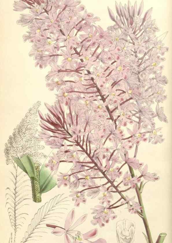 Reproducción/Reproduction 35144191571: Curtis's botanical magazine.. London ; New York [etc.] :Academic Press [etc.]