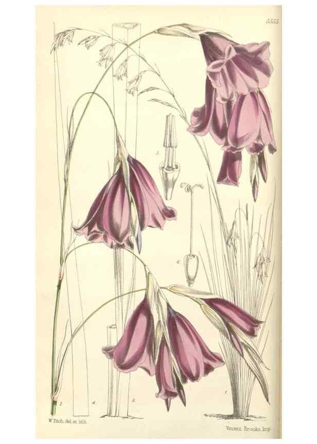 Reproducción/Reproduction 34886986960: Curtis's botanical magazine.. London ; New York [etc.] :Academic Press [etc.]