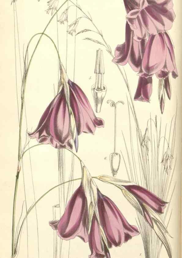 Reproducción/Reproduction 34886986960: Curtis's botanical magazine.. London ; New York [etc.] :Academic Press [etc.]