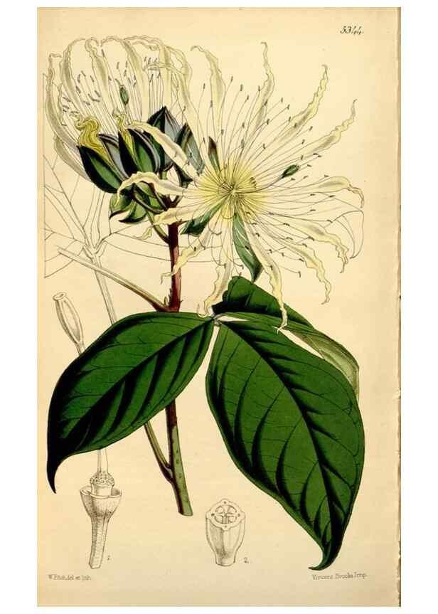 Reproducción/Reproduction 34464442333: Curtis's botanical magazine.. London ; New York [etc.] :Academic Press [etc.]