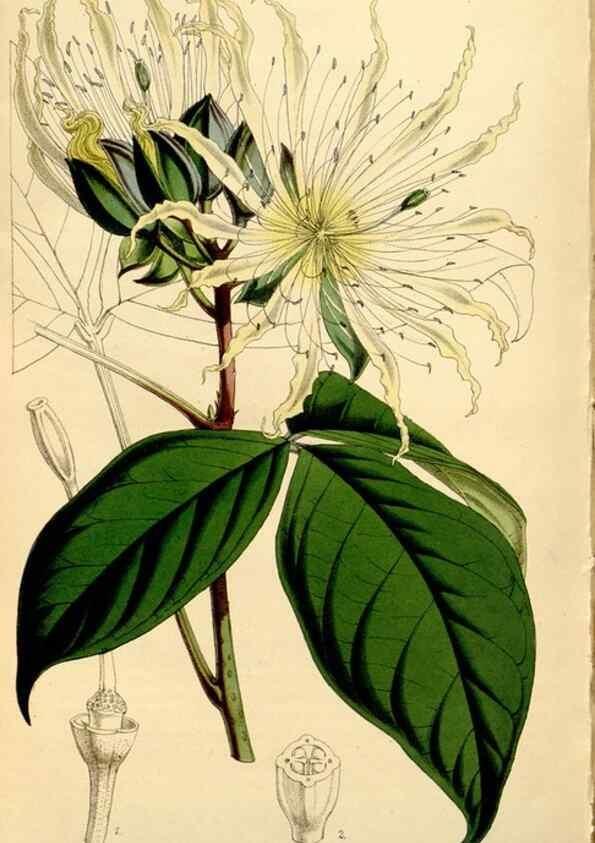 Reproducción/Reproduction 34464442333: Curtis's botanical magazine.. London ; New York [etc.] :Academic Press [etc.]