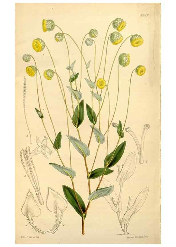 Reproducción/Reproduction 34464446023: Curtis's botanical magazine.. London ; New York [etc.] :Academic Press [etc.]
