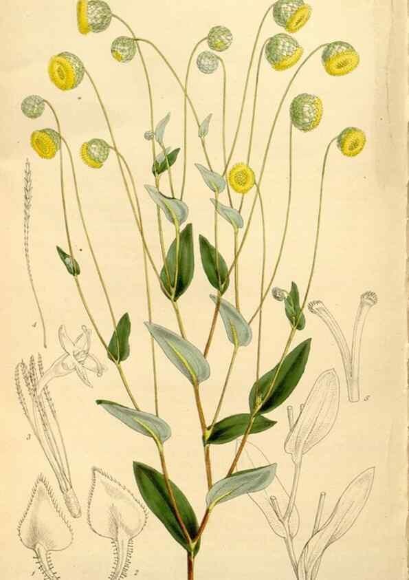 Reproducción/Reproduction 34464446023: Curtis's botanical magazine.. London ; New York [etc.] :Academic Press [etc.]