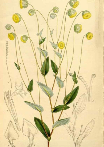 Reproducción/Reproduction 34464446023: Curtis's botanical magazine.. London ; New York [etc.] :Academic Press [etc.]