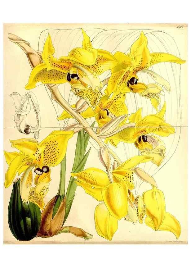 Reproducción/Reproduction 34464484073: Curtis's botanical magazine.. London ; New York [etc.] :Academic Press [etc.]